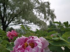 -洛阳市隋唐城遗址植物园