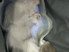 -伟伟宠物医院·CT影像中心·瑞派犬猫综合性门诊(汉口总院)