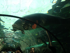-悉尼海洋生物水族馆