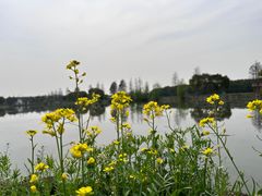 -广富林郊野公园