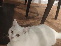 -猫小院猫主题餐厅(三里屯店)