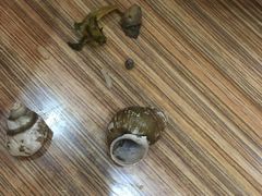 -螺小胖柳州螺蛳粉(钟楼总店)