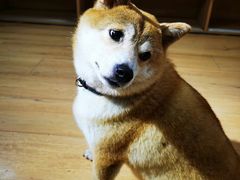 -是阿柴呀！柴犬咖啡·爱喵喵猫咖