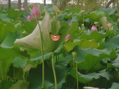 -金银湖国家城市湿地公园