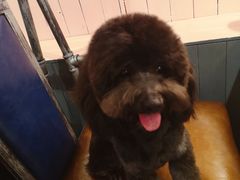 -百好乐宠物友好餐厅(朝外大街店)