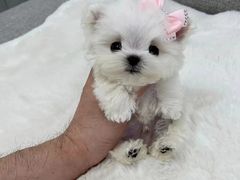 -萌宠之家·腊肠犬·马尔泰·小体犬舍
