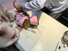 -御宝贝·A梦猫科宠物医院(国际猫友好医院)