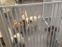 -有喵·猫咖·狗咖·30几只猫10只小狗(岗厦店)