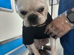 -康爱犬猫诊所·牙专科·骨外科·影像内科(丰宁店)