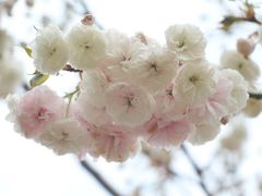 -天适樱花悠乐园