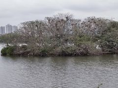 -海珠湖公园