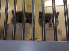 -喵zoo家庭繁育猫舍(尖东智能花园店)