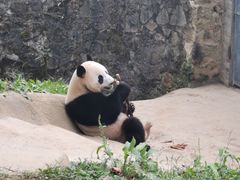 -都江堰中华大熊猫苑