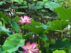 -陈家山荷花公园