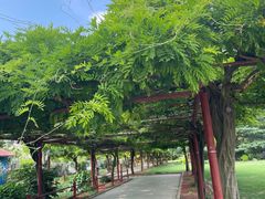-嘉定紫藤园