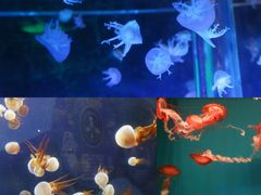 -海合安成都极地海洋公园