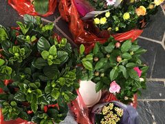 -金陵花卉交易市场