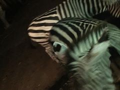 -清迈夜间动物园