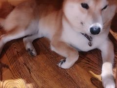 -柴务处·柴犬主题狗咖