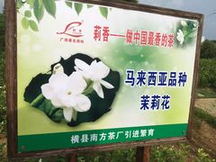 -中华茉莉园