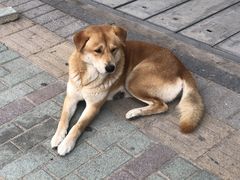 -杨梅坑