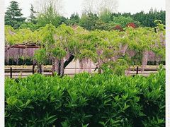 -嘉定紫藤园
