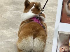 -美联众合动物医院·24h转诊中心