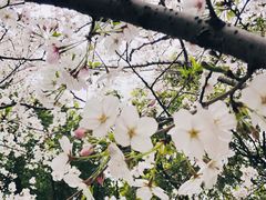-高东镇樱花园