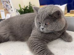 -芭比堂动物医院·24小时·眼科中心(深圳中心)