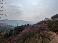 -新建村梅花