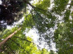 -武陵山森林公园