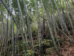 -黄山翡翠谷景区