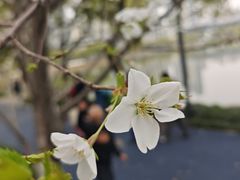 -西北湖绿化广场