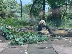 -中国大熊猫保护研究中心雅安碧峰峡基地