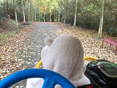 -上海海湾国家森林公园