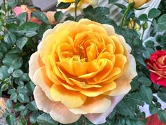 -溪岸路花鸟市场