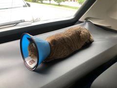 -米苏动物医院·犬猫专科·骨科外科内窥镜