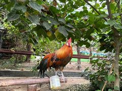 -呀路古热带植物园