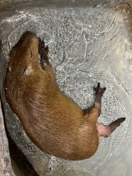 -Zoolung Zoolung动物主题公园(海信广场店)