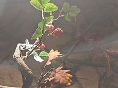 -晓疆山·大美新疆菜(白玉兰广场店)