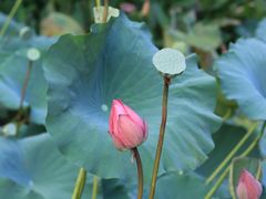 -深圳仙湖植物园