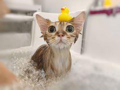 -comecome来吧宠物(奥克斯中心店)