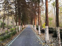 -合肥滨湖国家森林公园