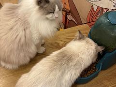 -Let's go狗咖·猫咖·奶狗·桌游(春熙路IFS店)
