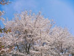 -武汉大学-樱园