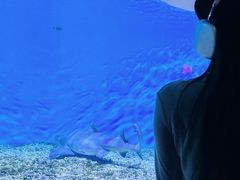 -正佳极地海洋世界