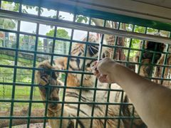 -深圳野生动物园