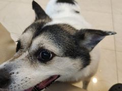 -瑞派申生动物医院·24H夜诊·国际动物医疗中心·骨外科(吴中路店)