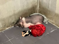 -三肥两瘦烤肉(鹿城店)