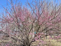 -长白岛森林公园